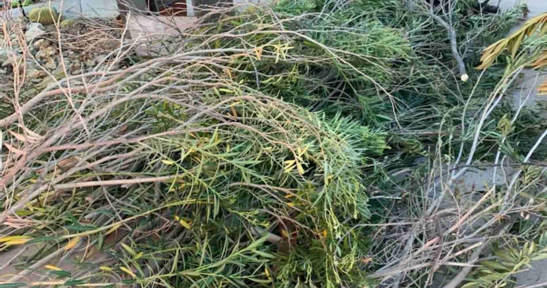 #1 for Storm Debris Removal in Youngtown, AZ with Over 1800 5-Star Reviews!