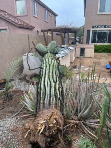 Cactus in backyard